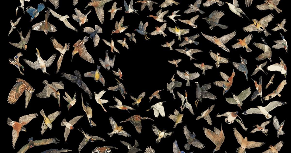 Avian Visitors: When Citizen Science Meets Japanese Artistry in Bird Monitoring