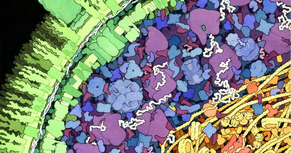 Biology's Burrito Problem: How Mathematical Modeling is Revealing the Crowded Reality of Cells
