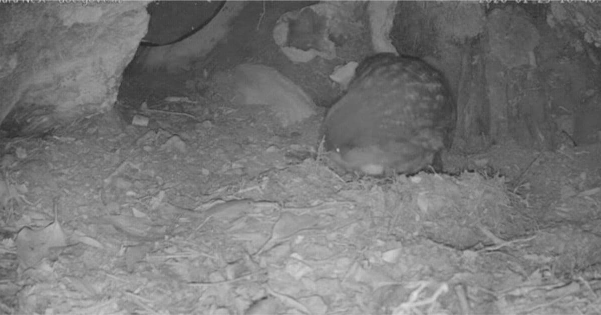 Kākāpō Cam: Rakiura live stream