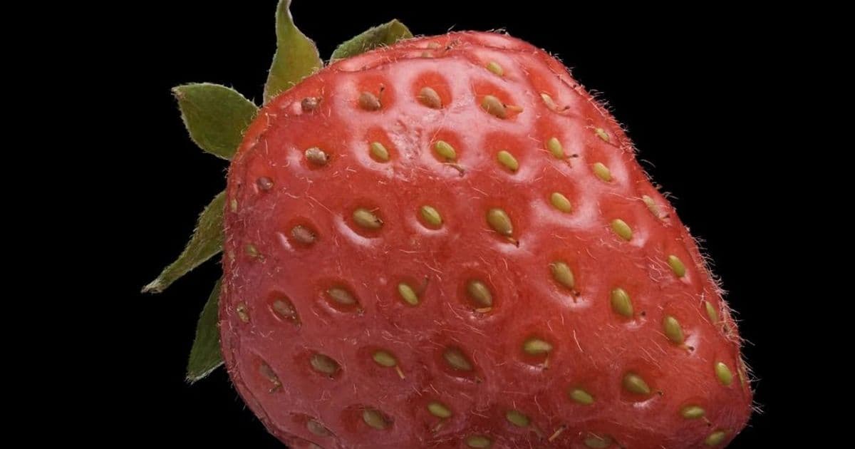 Strawberry – SuperSplat’s New GPU‑Powered Toolkit for 3D Asset Management