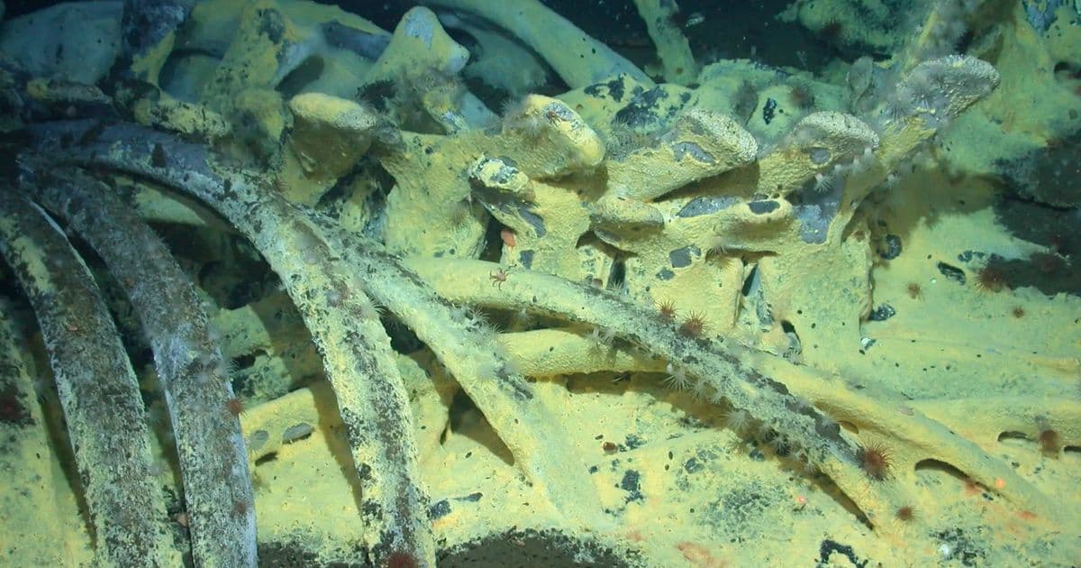 When Platforms Die: Lessons from a Whale Fall in the Tech Ocean