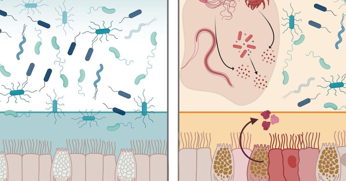 MIT Researchers Identify Intelectin-2 as Dual-Function Antimicrobial Protein in Gut Defense