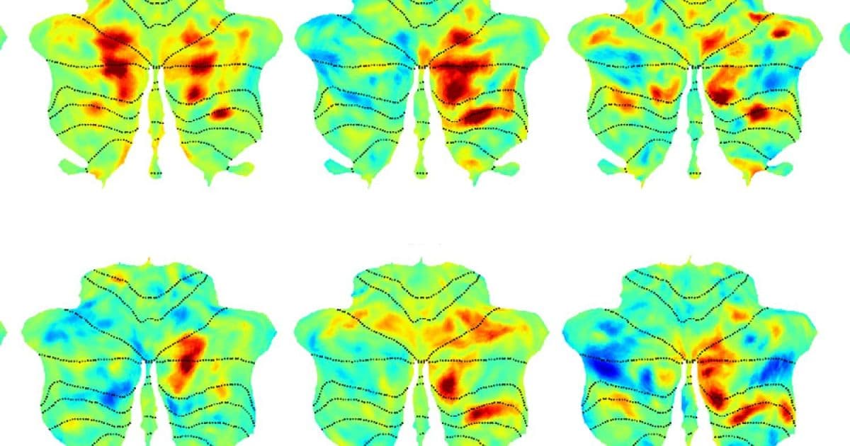 Cerebellum's Hidden Role: MIT Researchers Discover Language Processing Network in Movement Center of the Brain