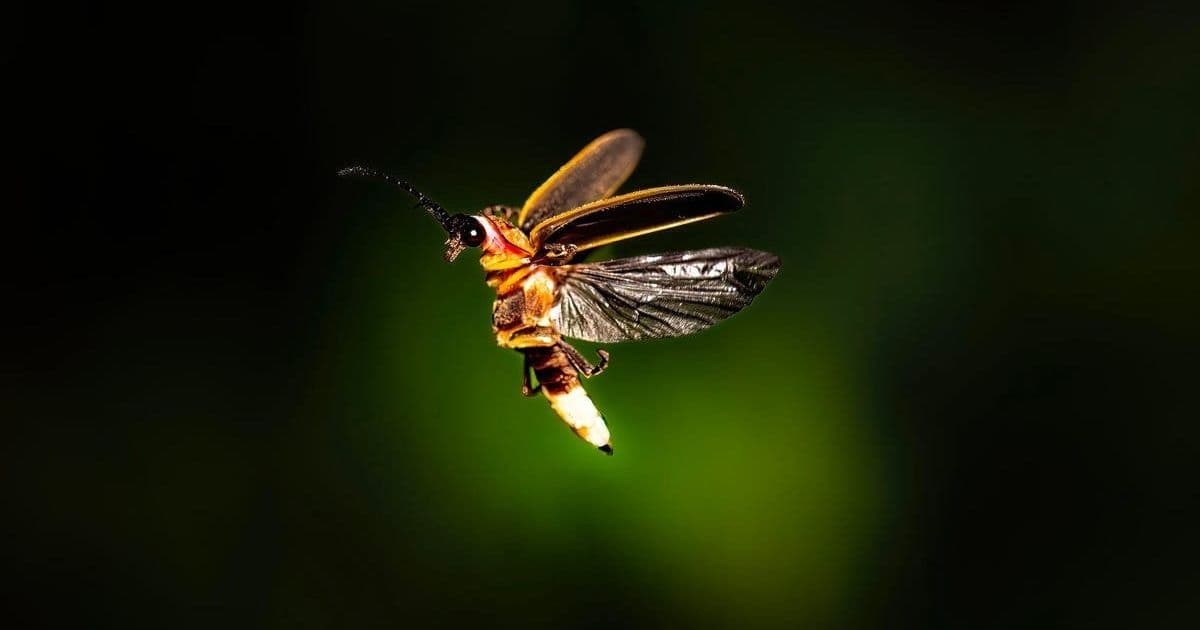 Adobe's Firefly Image Model 5: The AI-Powered Revolution in Photo Editing