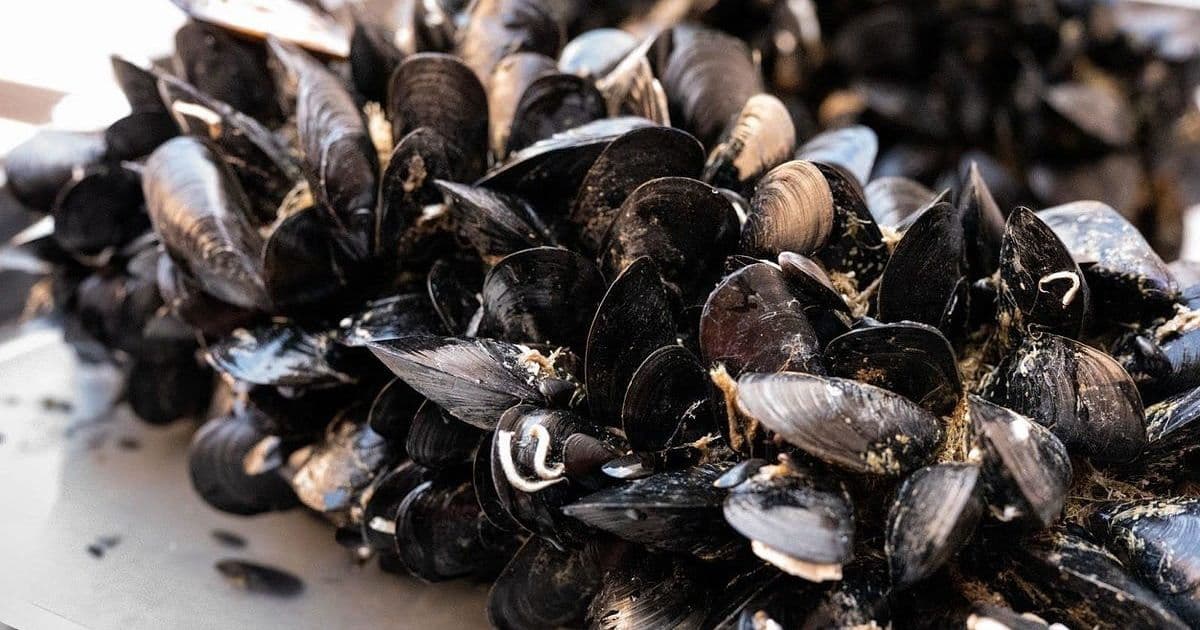 Airbnb's Mussel V2: How a NewSQL Backend Transformed Key-Value Storage at Scale