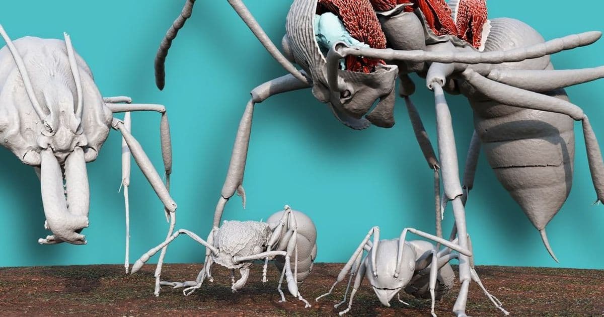 Antscan's 3D Scanning Reveals Ant Anatomy