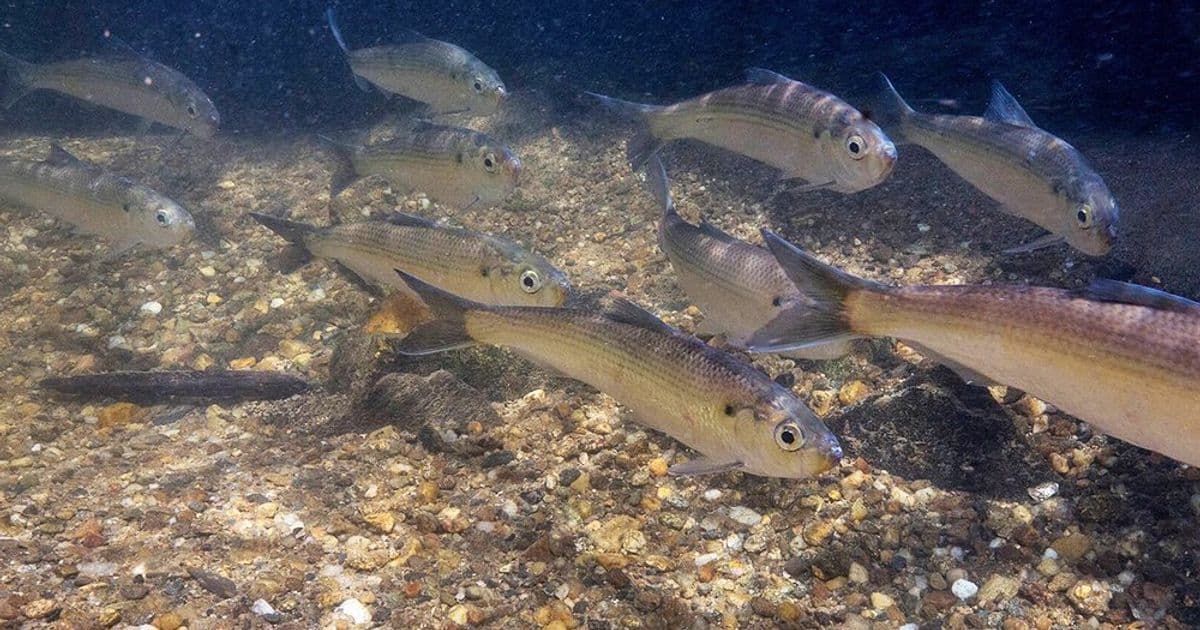 Computer Vision Meets Citizen Science: Automating Fish Monitoring for Conservation