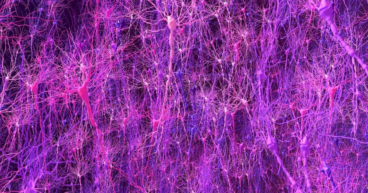 Biomimetic brain model matches animal learning and reveals hidden neural patterns