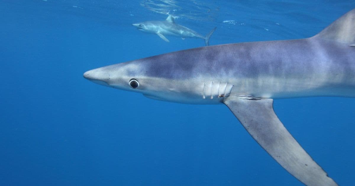 Blue Shark's Nanoscale Camouflage Sparks Bioengineering Innovations