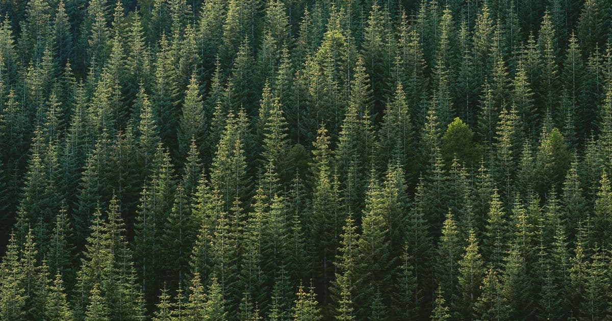 Building the Anti-Authoritarian Web: Why Federated Social Networking is Now a Survival Tool