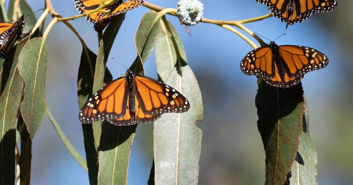 Butterfly Conservation Emerges as Critical Field as Species Face Extinction Crisis