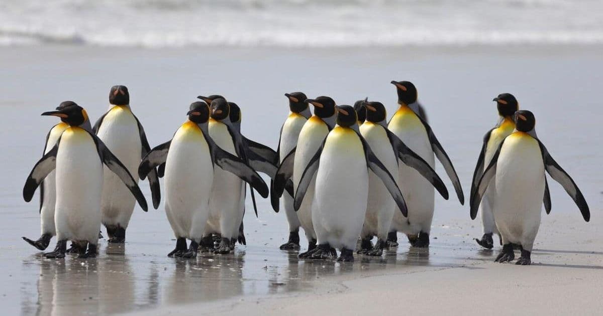 Canonical Reshapes Java Landscape with 12-Year OpenJDK Support and Ultra-Efficient Containers