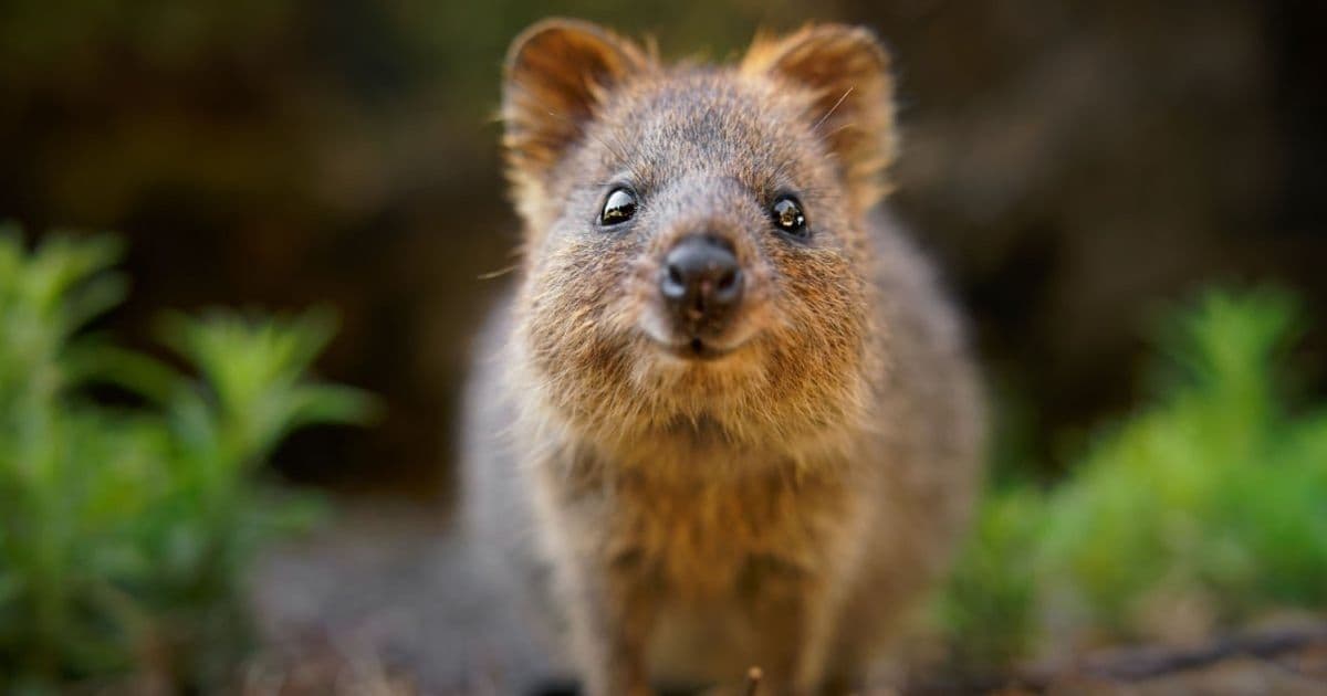 CentOS Stream expands to RISC-V as Linux distro adapts to new hardware era