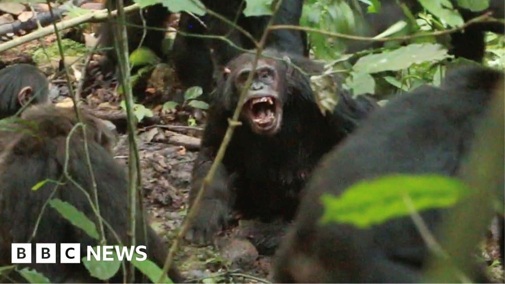 Chimpanzee Civil War: What Uganda's Ngogo Chimps Reveal About Conflict