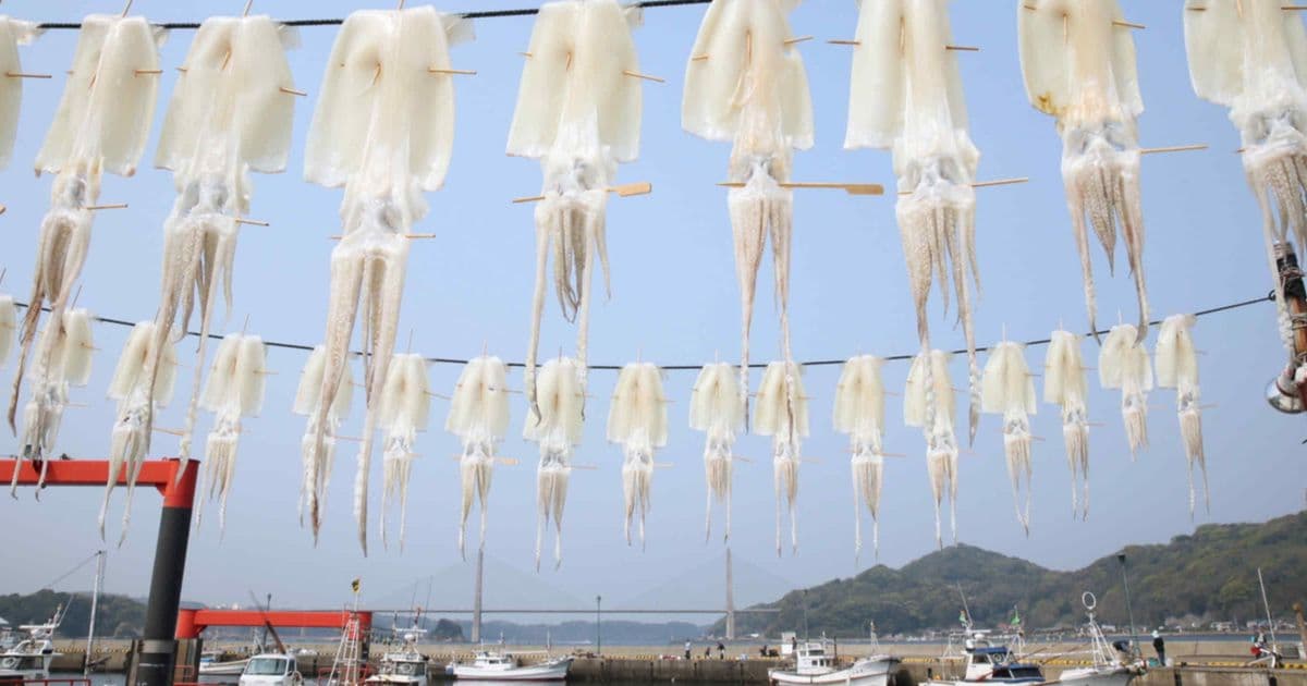 China's Aggressive Squid Fishing Linked to Sharp Global Catch Declines