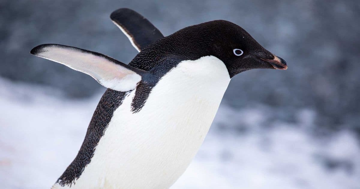 Deepin 25 Linux Release Features Built-in AI Assistant and Immutable System Architecture