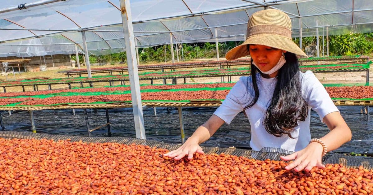 Thailand's Chocolate Revolution: From Bean to Bar in the Land of Smiles