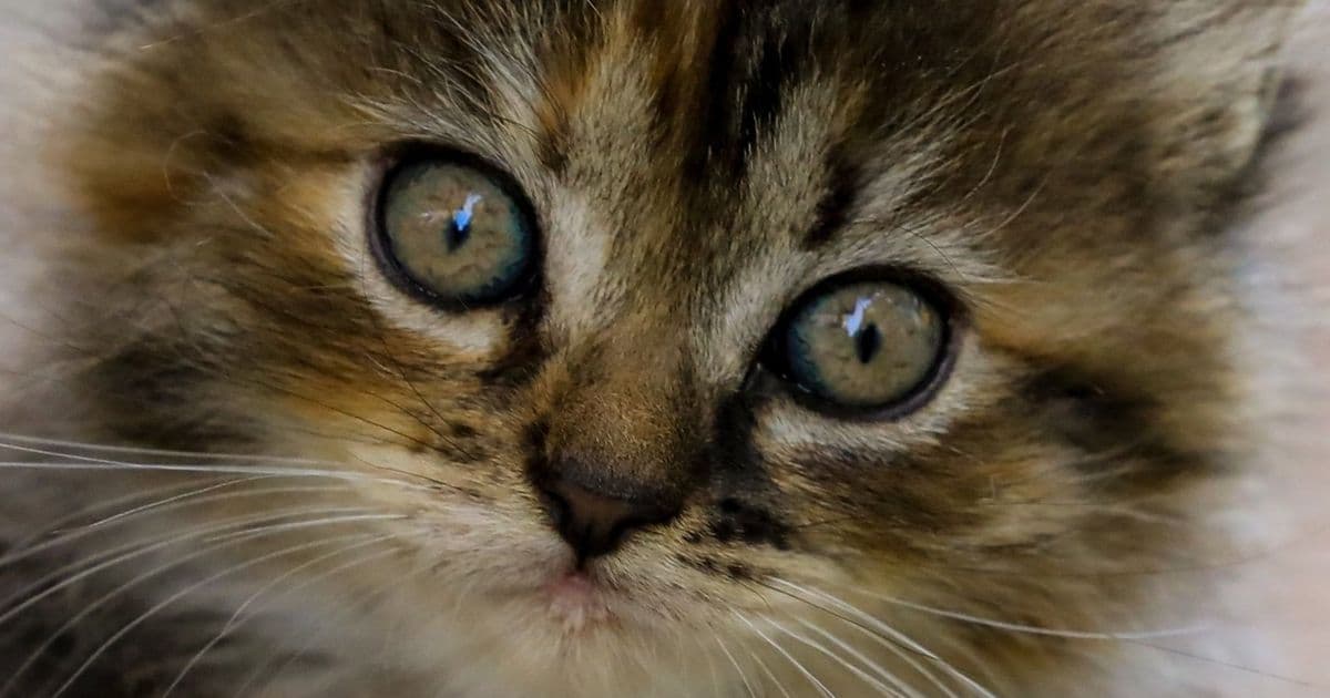 curl 8.16.0 Turbocharges Connection Racing with Parallel Happy Eyeballs v3-Inspired Algorithm