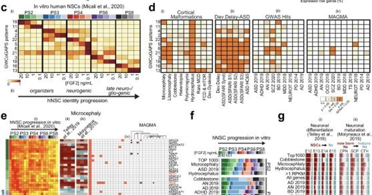 Decoding the Blueprint of Brain Disorders: Neural Stem Cells Hold Early Clues