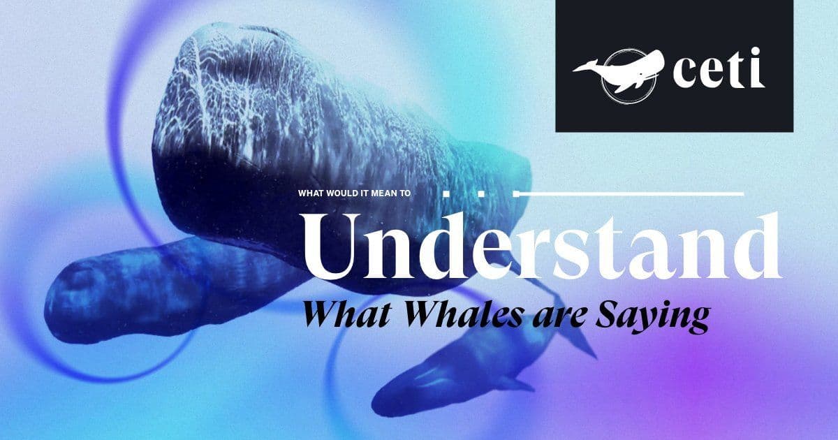 Decoding the Deep: How Machine Learning and Robotics Are Cracking Sperm Whale Communication