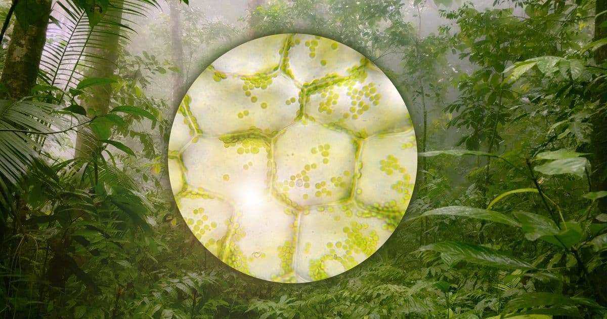 Growing the Future: How AI-Driven Plant Biomanufacturing Could Save Endangered Species and Transform Industries