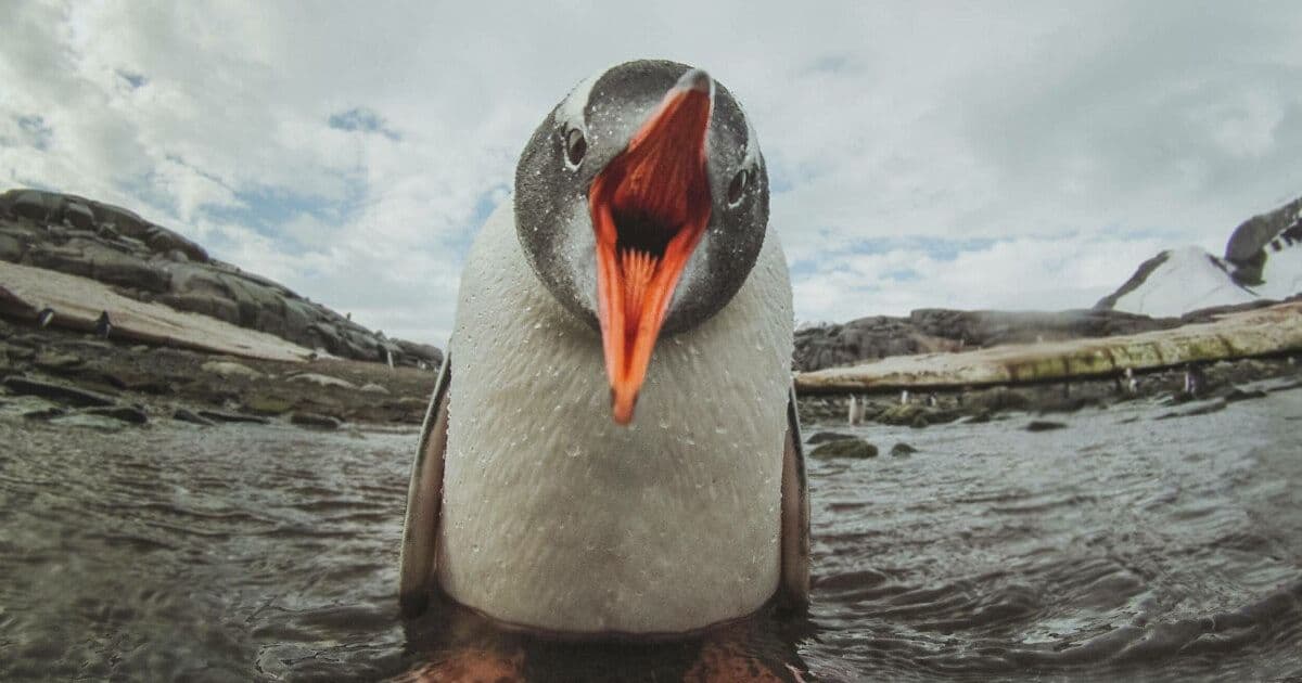 Fragnesia: New Linux Kernel Vulnerability Exposes Systems to Root-Level Attacks Amid Regulatory Scrutiny