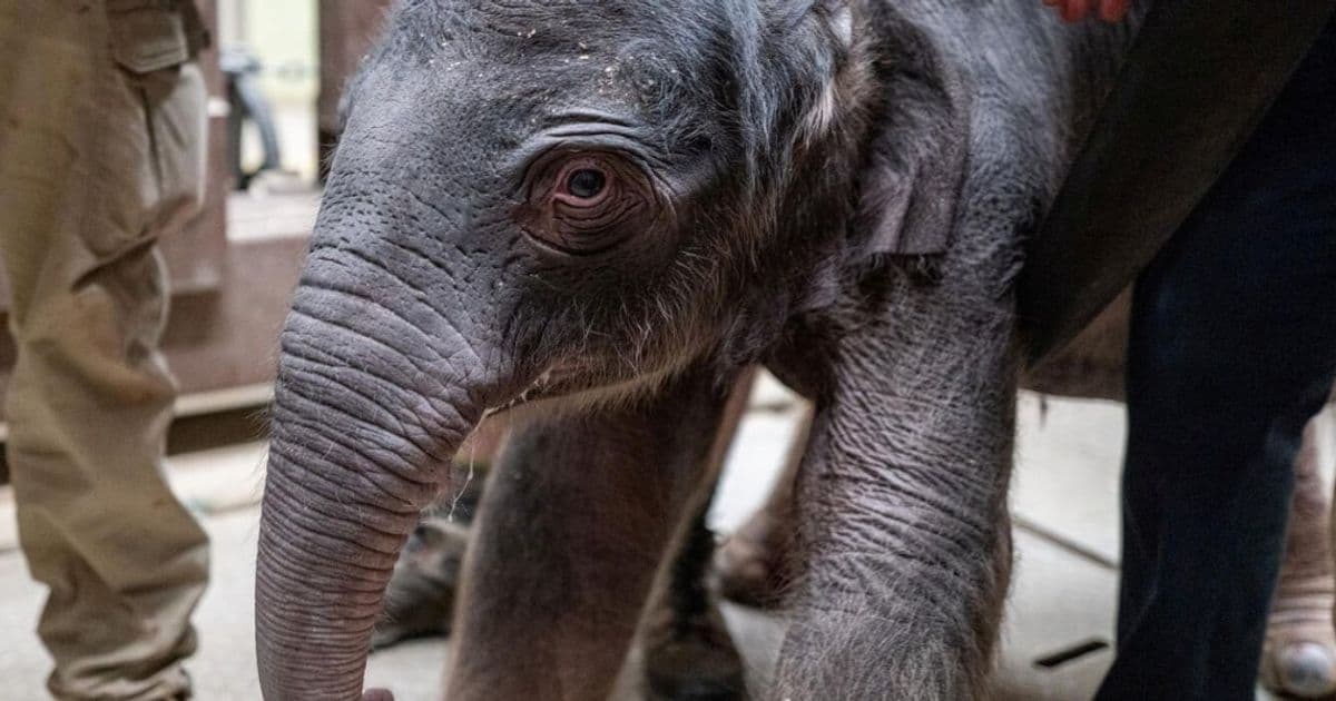 Smithsonian Zoo Welcomes First Asian Elephant Calf in 25 Years, Launching Conservation Fundraiser