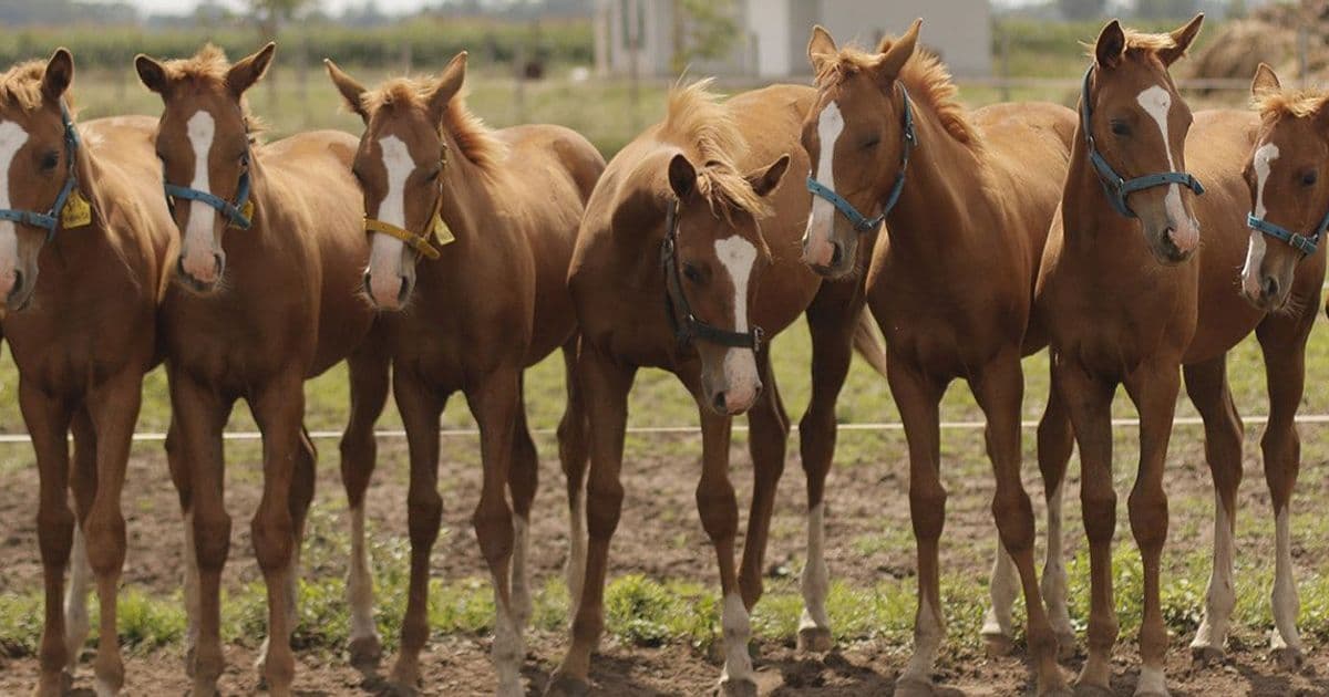 Field of Clones: How Genetic Replicas Came to Dominate Polo
