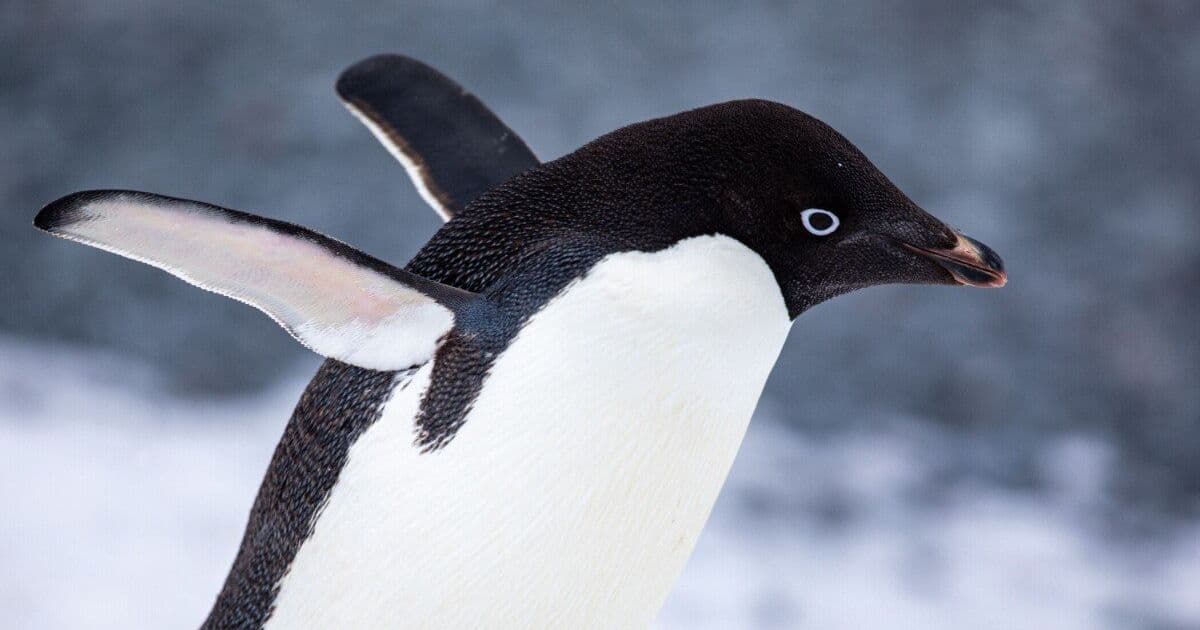 Flatpak-NG plan puts systemd-free Linux distros at risk