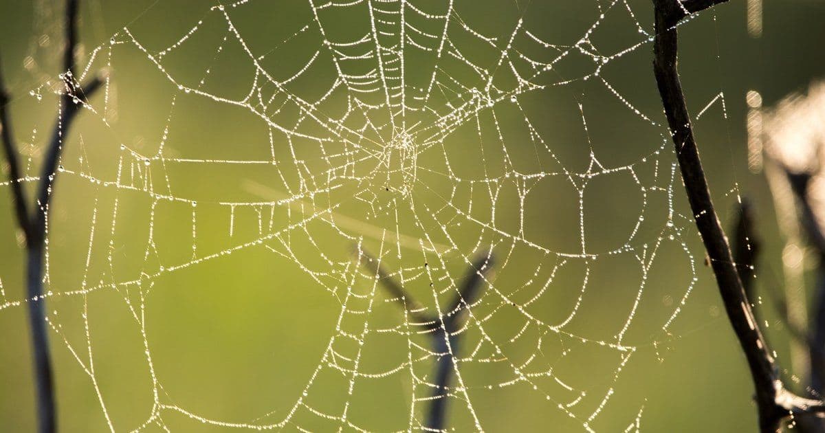 GitHub's Default Opt-In for Copilot Training Data Sparks Developer Backlash