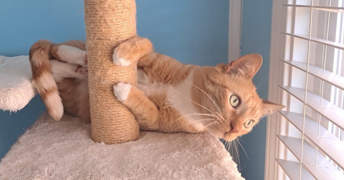 The Human Cost of AI-Driven Django Contributions