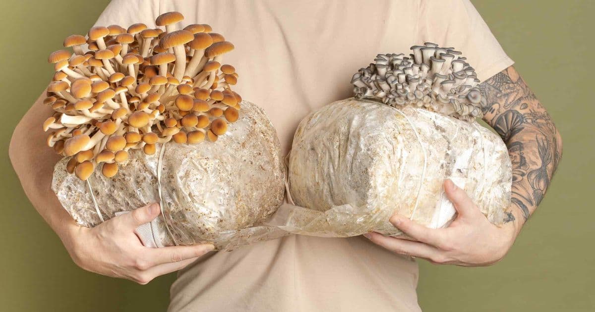 Gourmet Mushroom Startup Finds Fertile Ground in Bangkok
