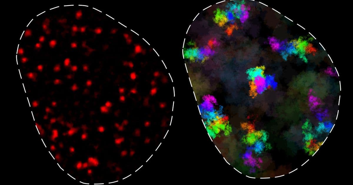 How Chromatin Movement Controls Gene Expression: MIT Research Reveals New Dynamics