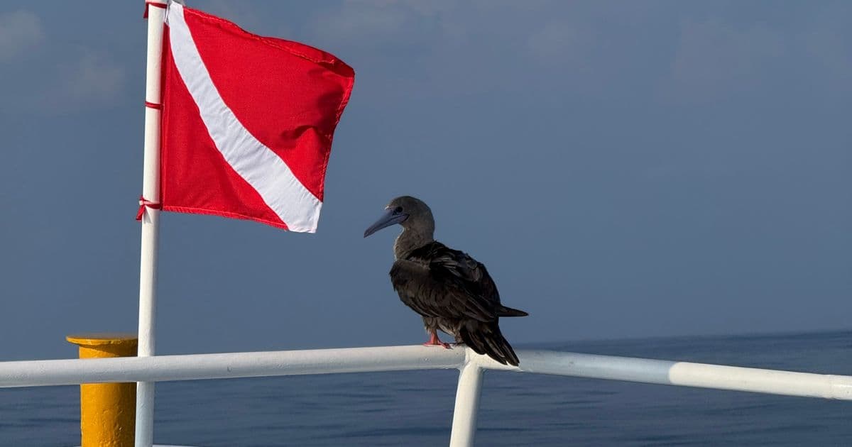 Security Researcher Faces Legal Threats After Exposing Diving Insurer's Data Vulnerability