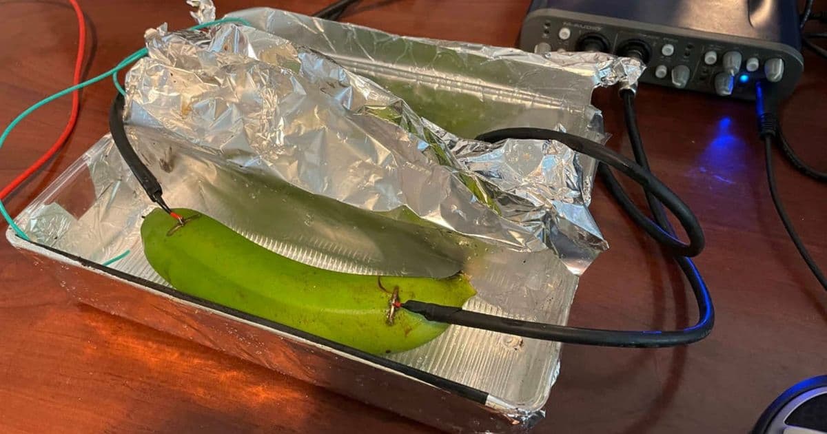 Audiophile Blind Test Reveals No Audible Difference Between Copper Wire, Banana, and Wet Mud