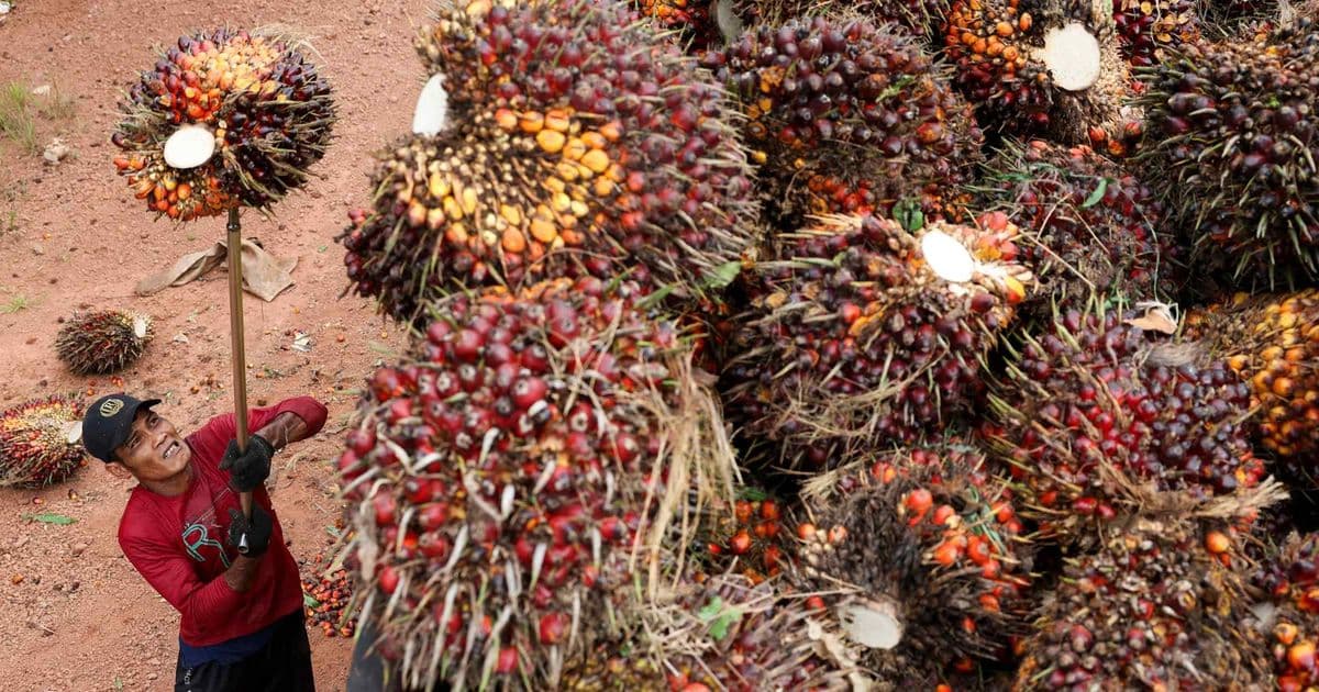 Indonesia Cracks Down on Leading Palm Oil Exporters Over Under‑Invoicing Claims