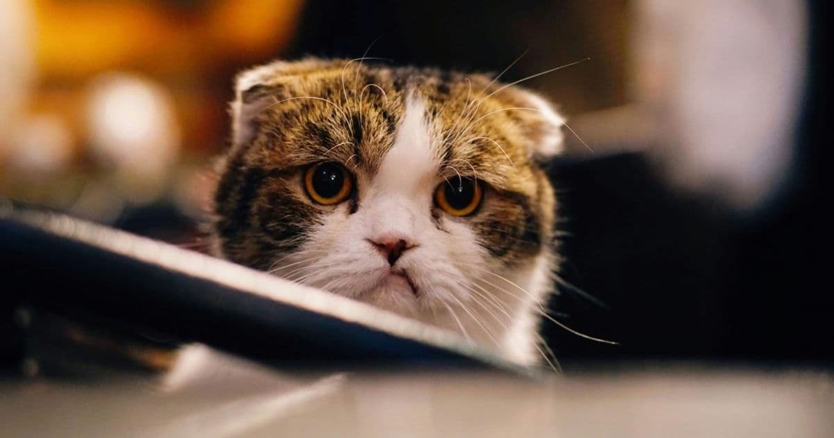 iOS 26.2.1 Update Causing Widespread Issues for Some Users