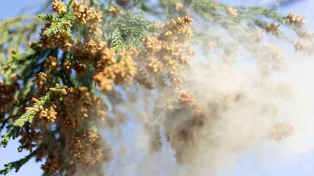 Japan’s post‑war forest policy fuels a nationwide allergy crisis