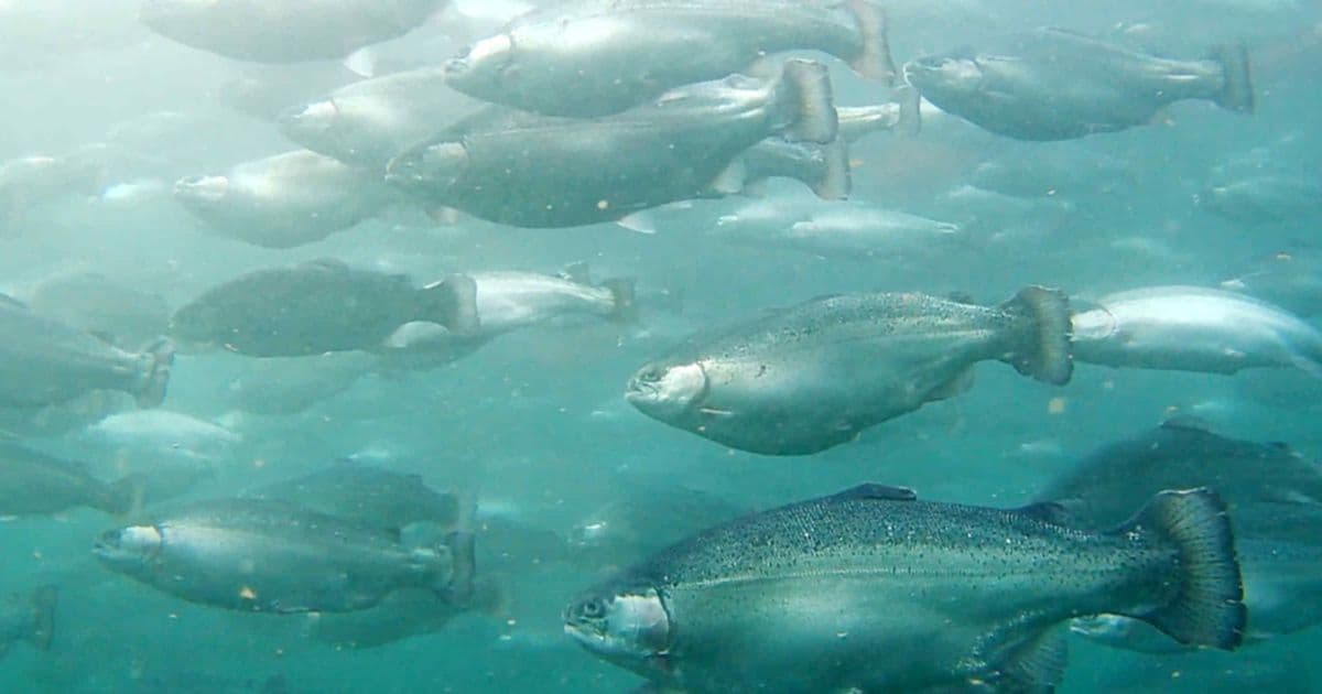 Japan’s Farmed Salmon Industry Rides Domestic Demand Surge and Export Opportunities