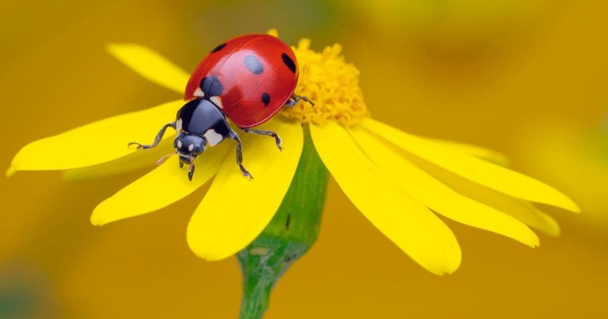 Ladybird Browser Emerges as Monetization-Free Alternative in a Crowded Web Landscape