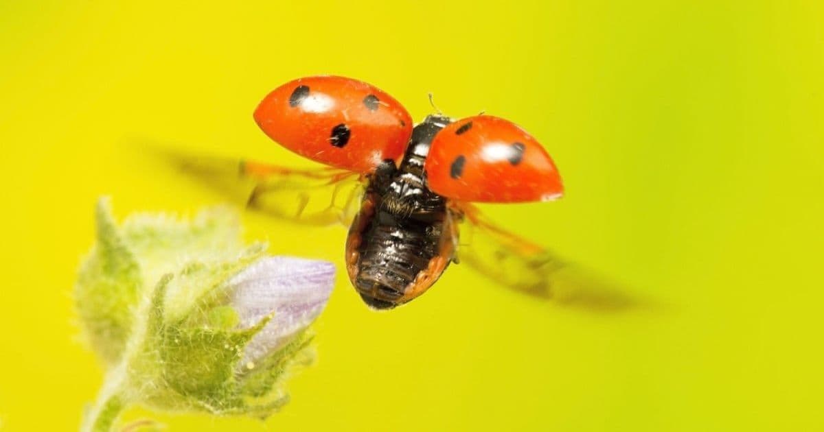 Ladybird Browser Shifts to Rust with AI-Assisted Migration