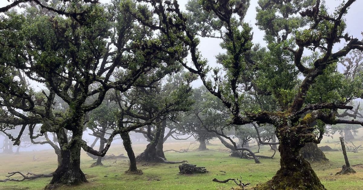 The Case for Seeds as the Universal Storage Format for ML-KEM Keys