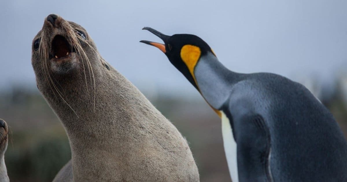 Linux Kernel's Authencesn Flaw Exposes Critical Privilege Escalation Risk