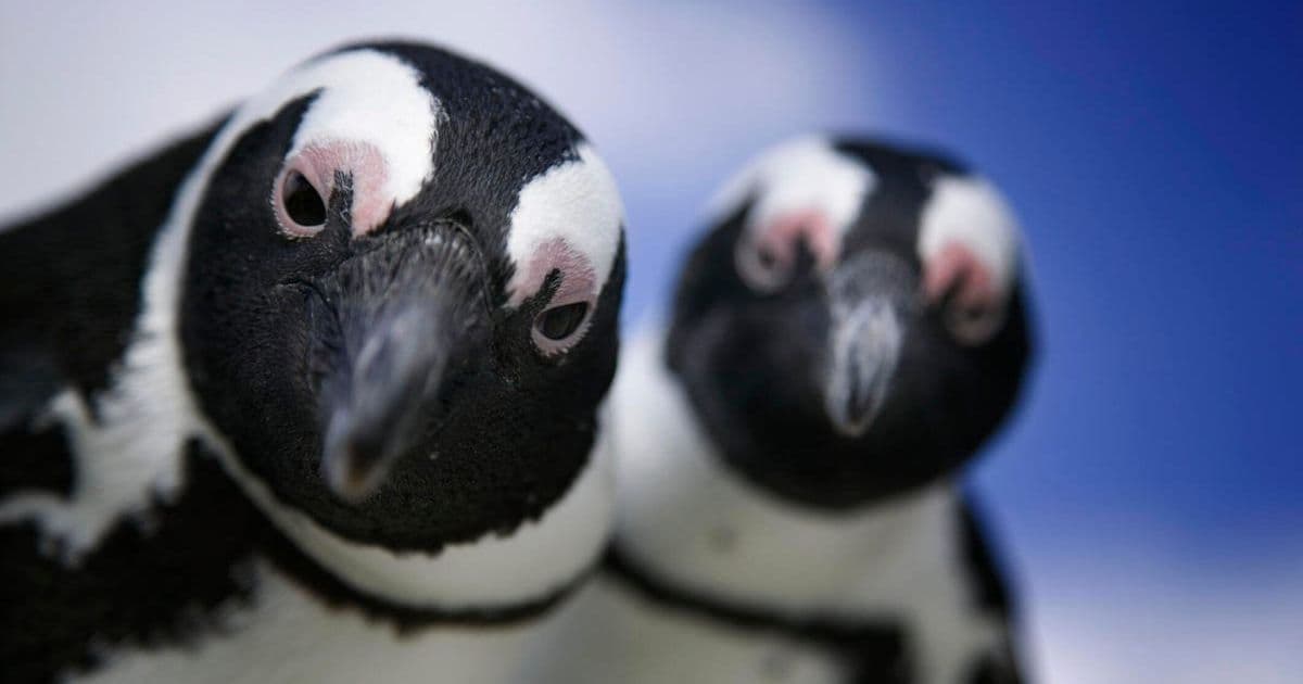 Linux Kernel 6.17 Lands with Critical CPU Optimizations and Spectre Fixes