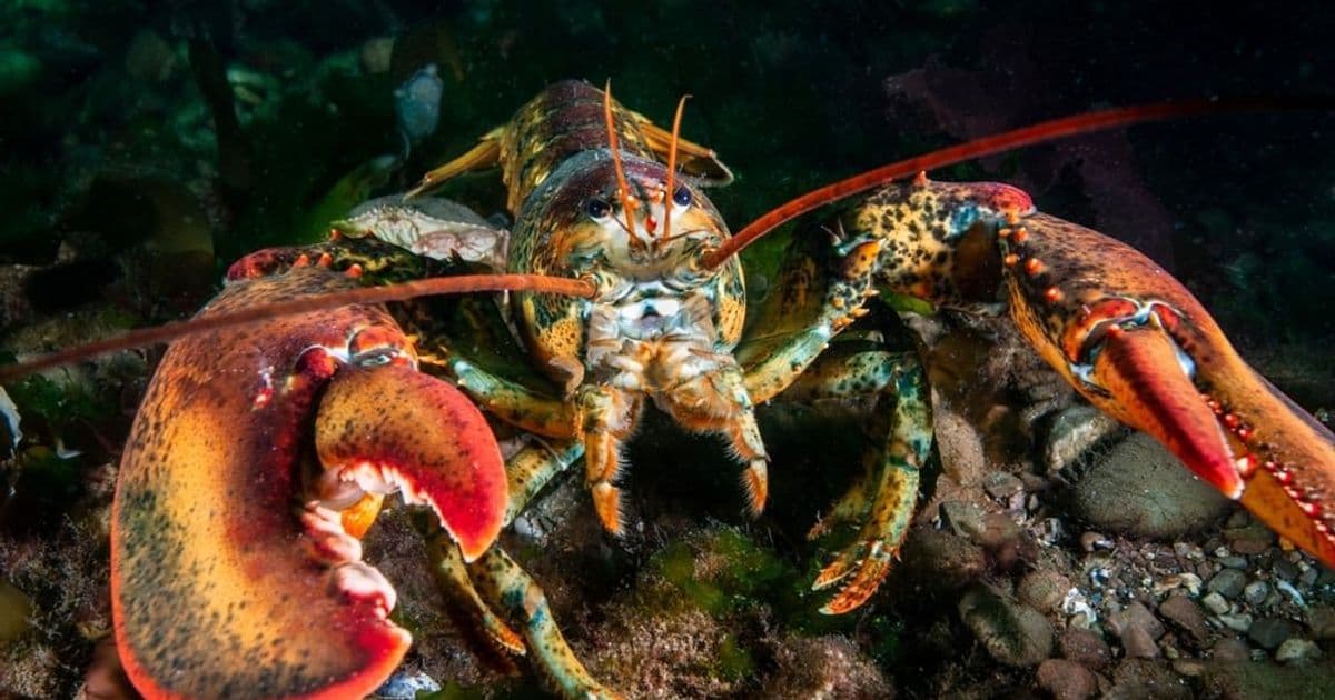 Fake OpenClaw installers on GitHub deliver malware via Bing AI search