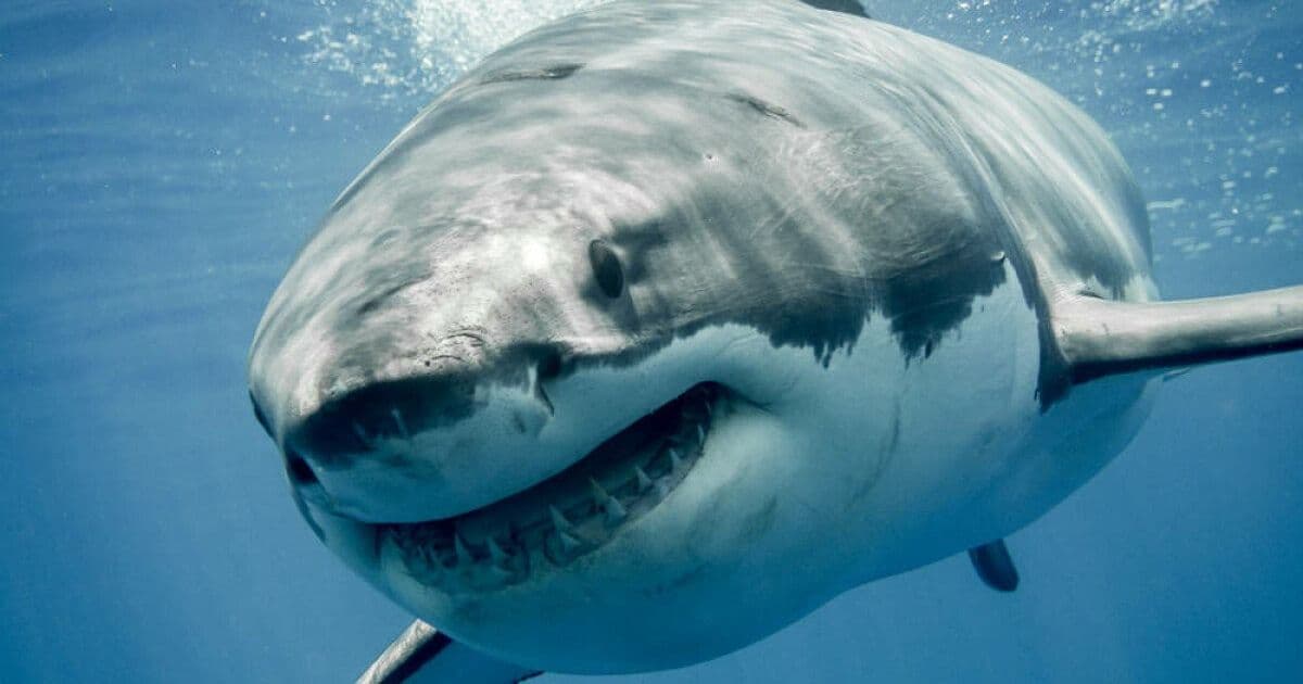 Megalodon Swarms GitHub: Over 5,500 Repos Poisoned in Massive Supply‑Chain Assault