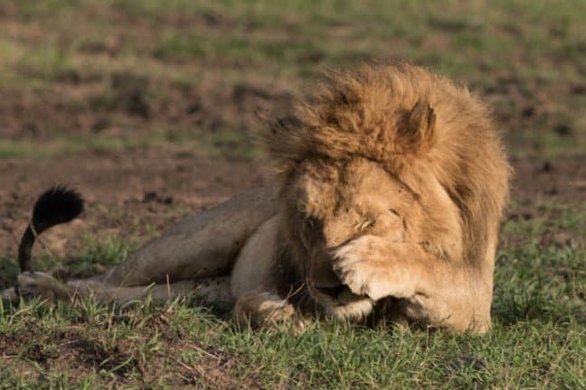 Meta's $135B AI Infrastructure Bet: Bigger Than Kenya's GDP