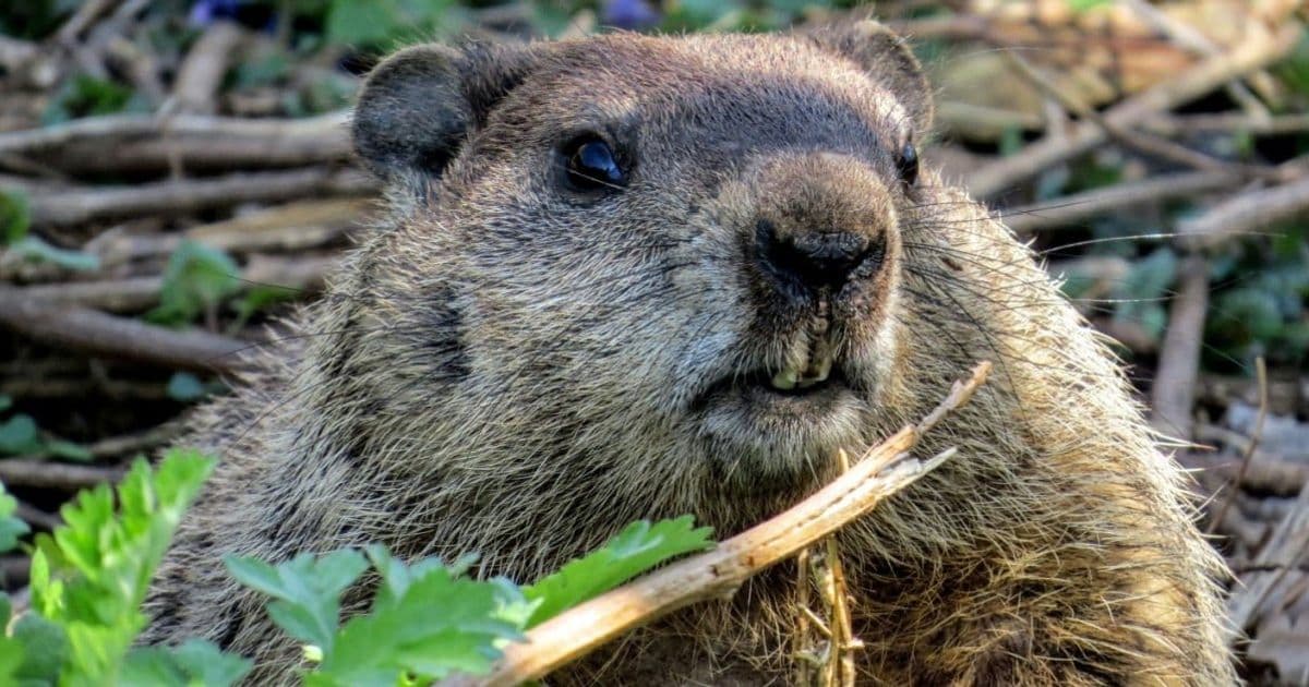 Microsoft's Hibernation Bug Returns: January Fix Falls Short for Secure Launch PCs