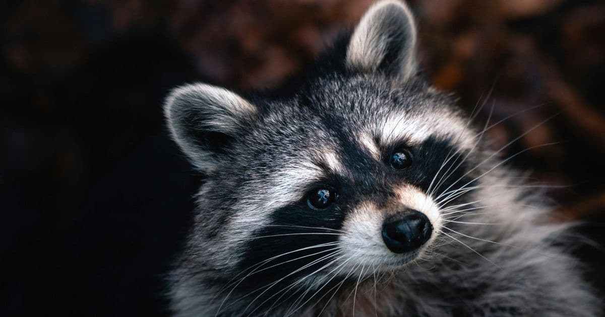 Microsoft and Cloudflare Dismantle RaccoonO365 Phishing Empire Targeting Thousands