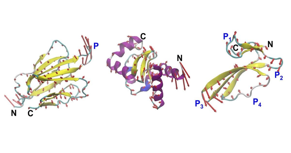 MIT Engineers Design Proteins by Their Motion, Not Just Their Shape